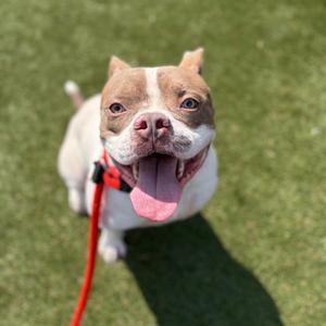 A brown and white dog with a red leash, standing on green grass and looking up with its tongue out.