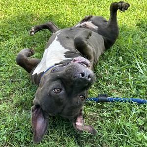 Angel, Mixed Breed, adult, available for adoption