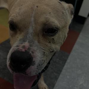 close-up of a dog with a pink tongue and a black nose
