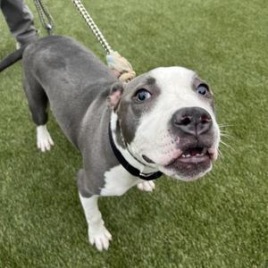 Bbgirl, Pit Bull Terrier, young, available for adoption