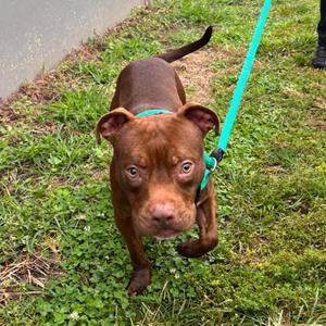 ace, Mixed Breed, adult, available for adoption