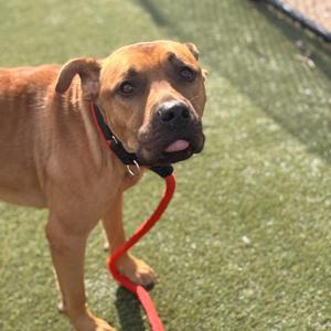 A brown dog with a black collar and red leash standing on green artificial grass.