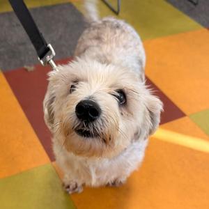 Bash, Mixed Breed, adult, available for adoption