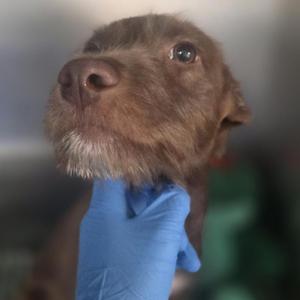 a close-up of a brown dog with a blue gloved hand holding its chin