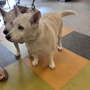 Baxter, Husky / Chihuahua, senior, available for adoption