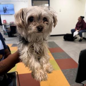 Ava, Mixed Breed, senior, available for adoption