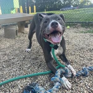 A happy pit bull terrier dog with a black and gray coat, wearing a green collar, playing with a rope toy on a gravel surface. The dog is smiling with its tongue out, and the background shows a fenced area with some greenery.
