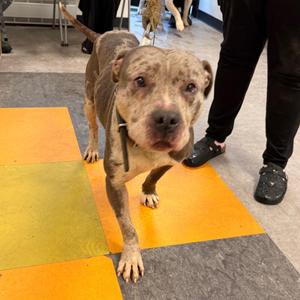 Benny, Pit Bull Terrier, adult, available for adoption