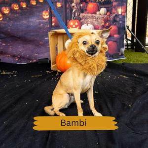 Bambi, Mixed Breed, young, available for adoption