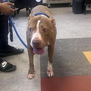 Amona Stanfford, Mixed Breed, senior, available for adoption