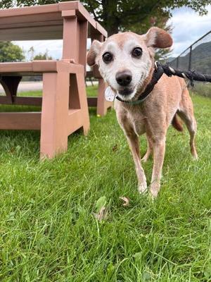Ginger, Jack Russell Terrier / Mixed Breed, adult, available for adoption