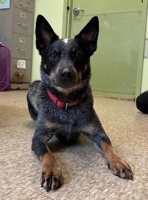 Graham, Cattle Dog, adult, available for adoption