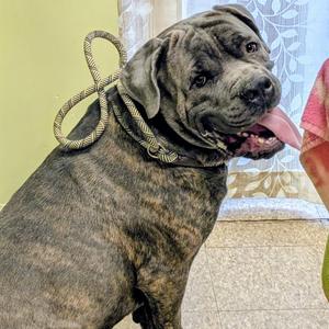 Mouse, Cane Corso, adult, available for adoption