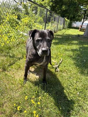 Jinx, Mixed Breed, adult, available for adoption