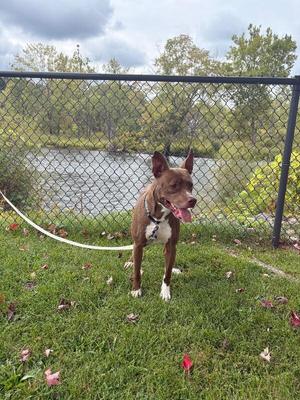 A brown dog with white paws and a white chest stands on a grassy area near a chain-link fence. The dog is wearing a collar and has its mouth open, appearing to be panting. In the background, there is a body of water and some trees under a cloudy sky.