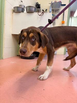 Victor, Mixed Breed, adult, available for adoption