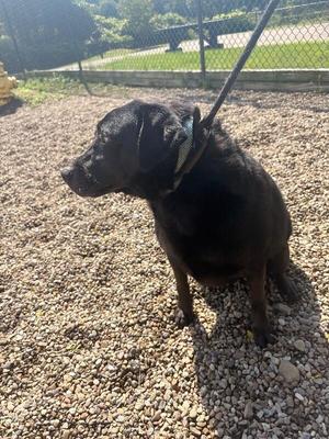 Quilliam, Black Labrador Retriever / Mixed Breed, adult, available for adoption