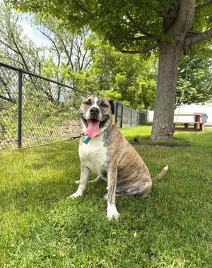 Gomez, Pit Bull Terrier / Mixed Breed, adult, available for adoption