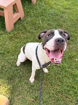 Lucky, Pit Bull Terrier / Mixed Breed, adult, available for adoption