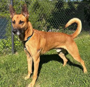 Terry, Belgian Shepherd / Malinois, adult, available for adoption