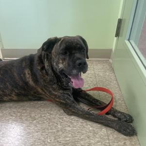 Blaze, Bullmastiff / Mixed Breed, adult, available for adoption