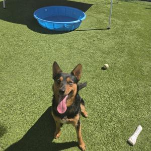 A German Shepherd dog standing on a green artificial turf with a blue plastic pool in the background and a white bone-shaped toy nearby.