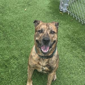 A brindle dog with a black muzzle and ears is sitting on green artificial turf, looking up with its mouth open and tongue out. The dog is wearing a black collar. In the background, there is a metal fence.