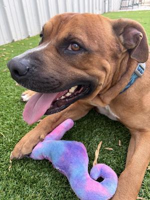 Genghis, Mastiff / American Staffordshire Terrier, adult, available for adoption