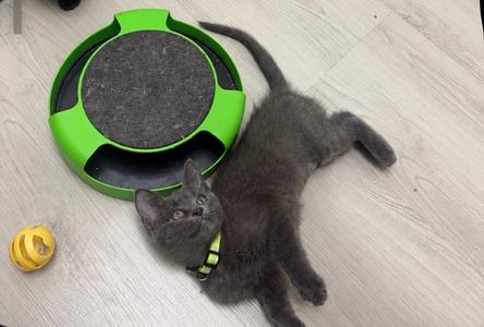 Cozy, kitten, available for adoption