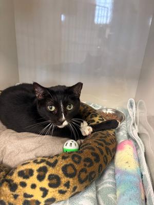 DeDe, senior, available for adoption