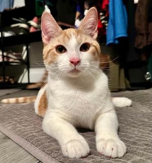 George, young, available for adoption