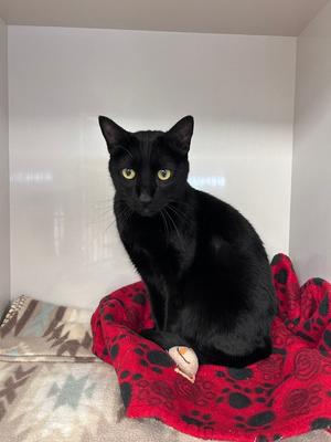 Bagheera, adult, available for adoption