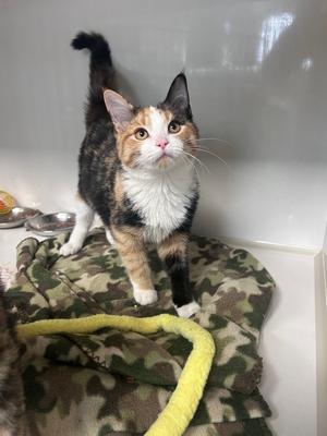 Biscuit, kitten, available for adoption