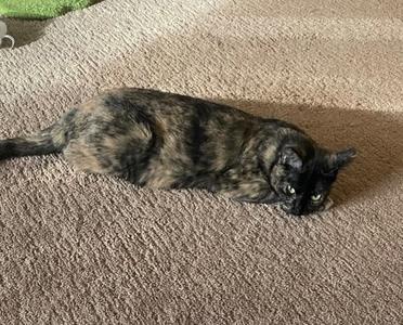 A tortoiseshell cat lying on a carpet