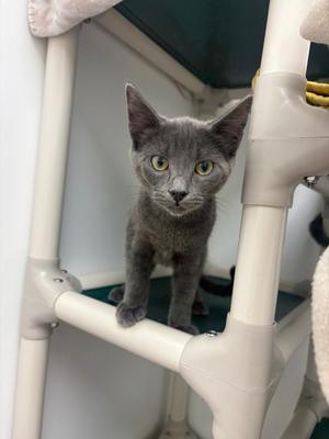 Dusty, kitten, available for adoption