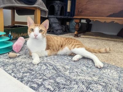 Harry, adult, available for adoption