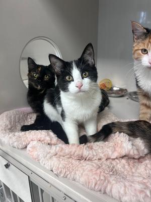 Eggs Benedict, kitten, available for adoption