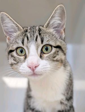A close-up of a tabby cat with green eyes and a white chest, looking directly at the camera.