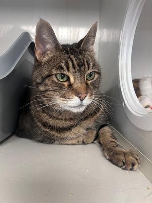 Jack, senior, available for adoption