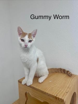 A white cat with orange patches sitting on a wooden structure, looking at the camera. The text "Gummy Worm" is written above the cat.