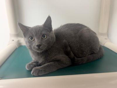 Ash, kitten, available for adoption