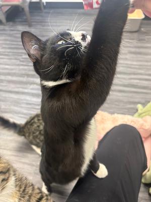 Finn, kitten, available for adoption