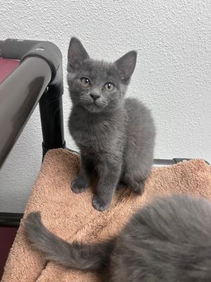 Foliage, kitten, available for adoption