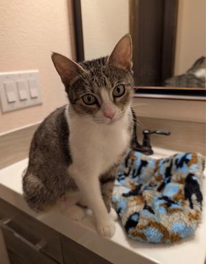Adele, adult, available for adoption