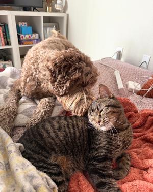 Clio, adult, available for adoption