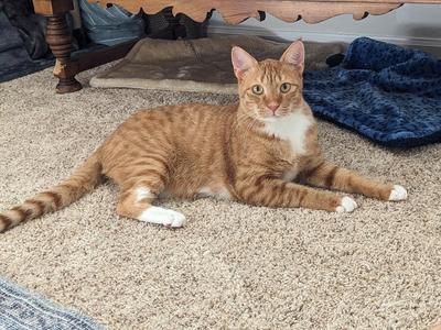 Fanta, adult, available for adoption