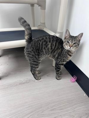 Daniel Tiger, kitten, available for adoption