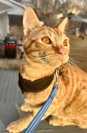 Fred, young, available for adoption