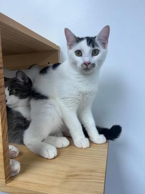 Angelica, young, available for adoption