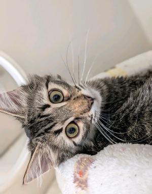 Dijon, kitten, available for adoption